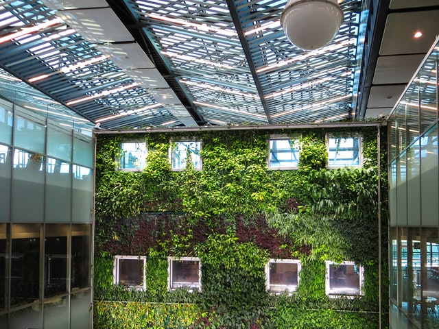 Stena s oknami porastená zeleňou