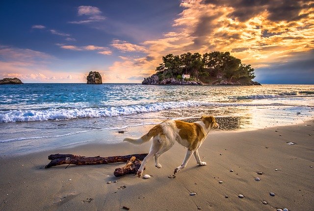 Pes ide po pieskovej pláži pri mori.jpg