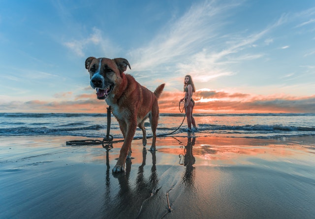 Žena v plavkách stojí na pláži a na vôdzke drží veľkého psa.jpg